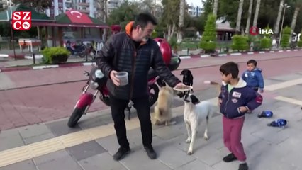 Zor günler yaşayan sokak köpeklerine mama desteği