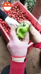 【Funniest videos】 The best moments 2020▶ 31