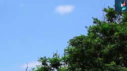 Audio Library || Free Music || Lullabye