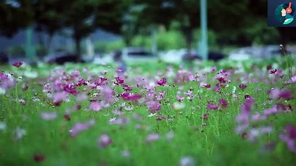 Audio Library || Free Music || Magenta