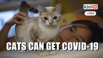 Study finds cats susceptible to Covid-19, but not dogs