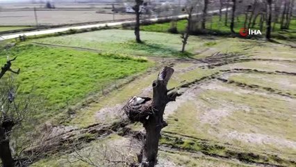 Kuş Cenneti'nde havaların ısınmasıyla Leylekler yuvalarını kurmaya başladı