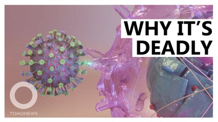 How the coronavirus infects and damages the human body