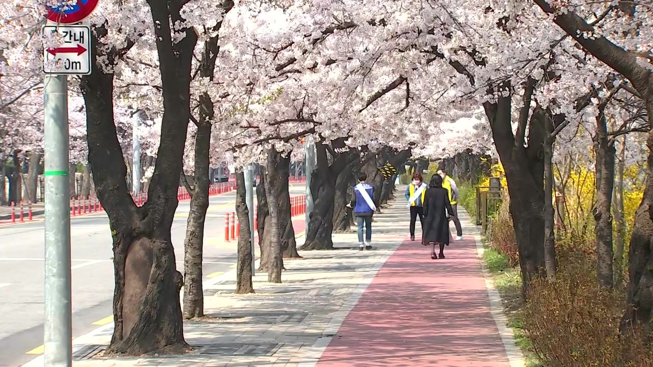 서울 봄꽃 명소 통제·폐쇄...코로나에 '잠시 멈춤' / YTN
