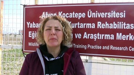 Yaralı iki leylek 7 ay sonra özgürlüğüne kavuştu - AFYONKARAHİSAR
