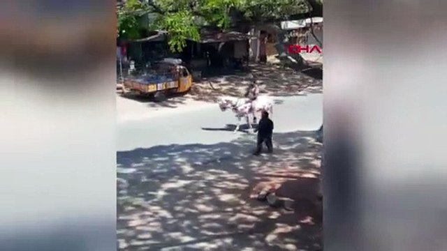 Hindistan’da ilginç koronavirüs uyarısı: Atın üzerine virüsün resmini çizdi