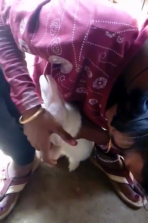 How this rahit is singing