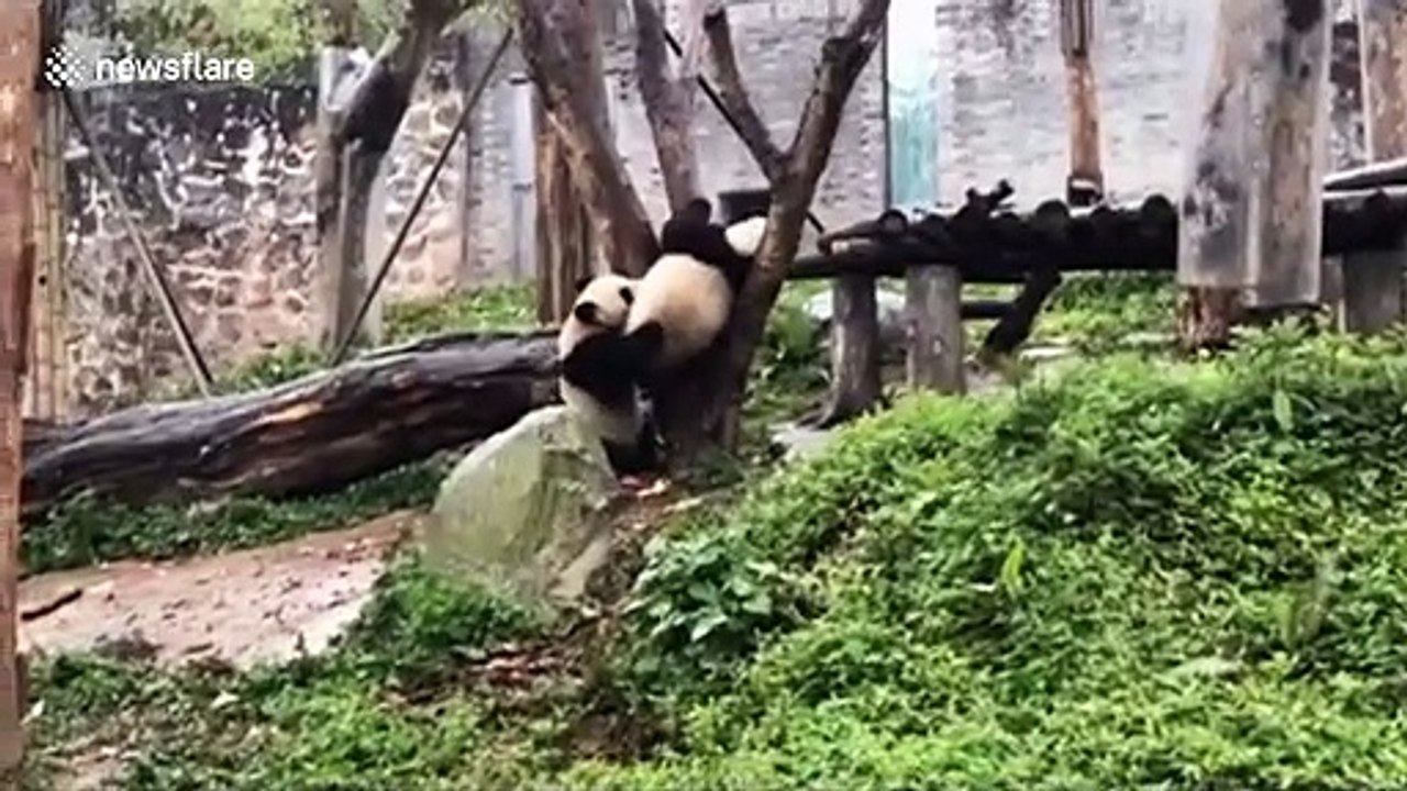 Panda attempts to free friend stuck in tree branches in China