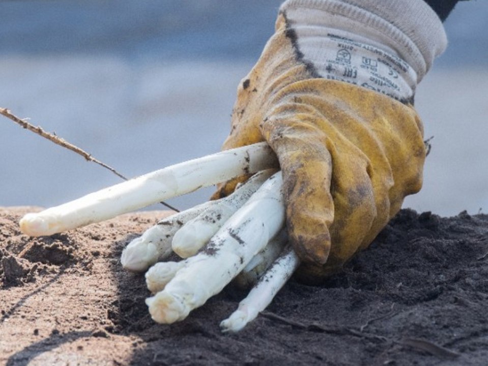 Wird der Spargel teuer wie nie?