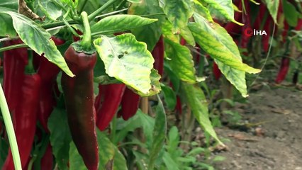 Şifa Deposu Samandağ Biberi Tüketicinin Gözdesi Oldu