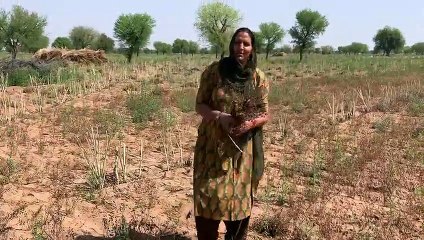 फीट से ज्यादा लम्बी यह महिला विधायक खेतों में कर रही लावणी