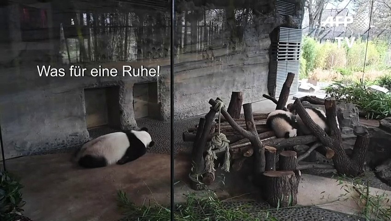 Berliner Zoo-Tiere im Corona-Urlaub