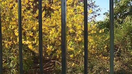 Coronavirus: avec le confinement, le printemps confisqué aux Parisiens