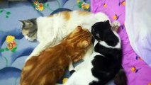 Carring Mother Milk Feeding Older Cats
