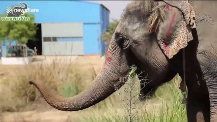 Elephant celebrates first year of freedom after enduring 40 years of abuse