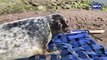 VIDEO: Seal pup found miles inland at Tattershall Castle released back into wild