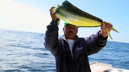 Lambuka Balığı Avı - Dorado - Mahi Mahi Fishing