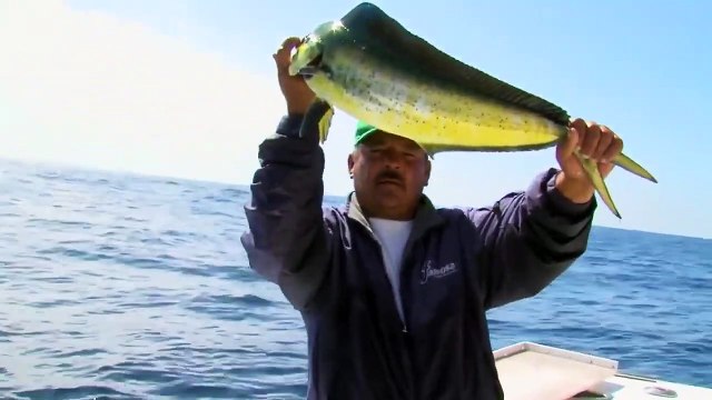 Lambuka Balığı Avı - Dorado - Mahi Mahi Fishing
