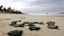Gracias a la cuarentena, nacen cerca de 100 tortugas marinas en peligro de extinción en Brasil