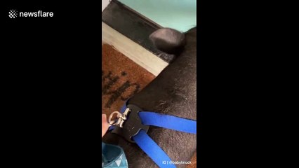 This dog and pig are best friends and do everything together