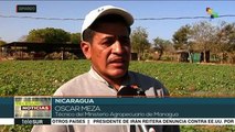 Gobierno de Nicaragua fortalece la producción agrícola familiar