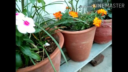 How to grow vinca from cutting?