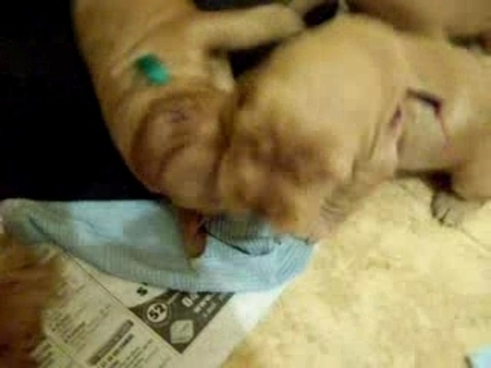 bagarre entre chiots