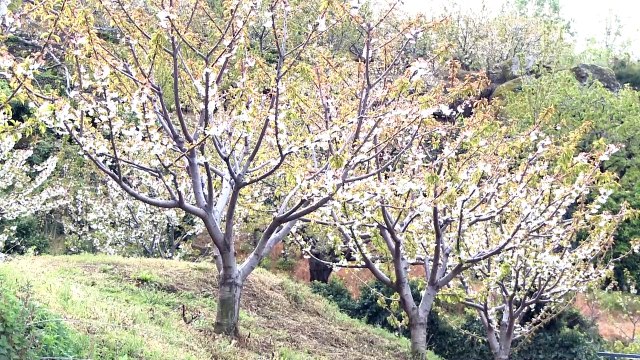 La cancelación de las fiestas del cerezo en flor daña a hosteleros