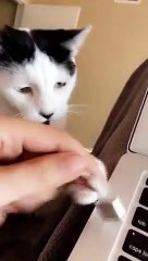 Télétravail : ce chat débranche l'ordinateur tout le temps !