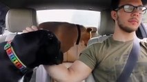 Ses chiens font caca à l'arrière de la voiture en plein trajet !