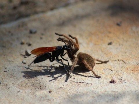 SCARY! 4 creepy bugs in Arizona - ABC15 Digital
