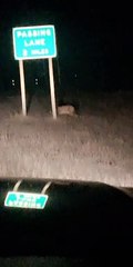 Montana Motorist Observes A Mountain Lion Having a Roadside Meal