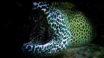 Face to Face with a Big Leopard Moray Eel