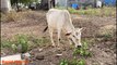 बच्चा गाय को चारा खिला रहा | गाय के साथ वीडियो | Cow Eating Grass | Cow Videos for Kid's