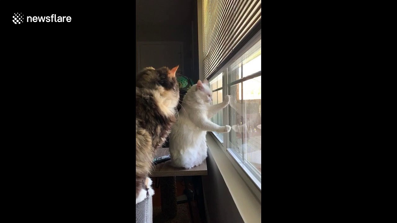 I want to be free! Kansas cat bangs its paws against the window amid quarantine