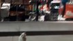 Ce chat adorable attend devant le magasin qu'on lui achète une friandise
