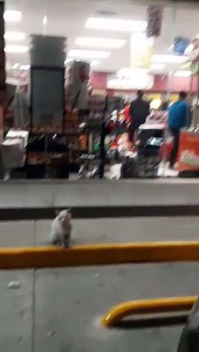 Ce chat adorable attend devant le magasin qu'on lui achète une friandise