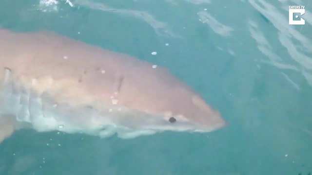 Un grand requin blanc met des coups de dents dans la coque de leur bateau