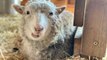 This Farm Sanctuary Is Celebrating Their Opening Weekend on a Livestream and We're All Invited