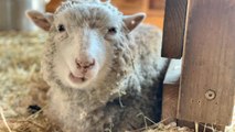 This Farm Sanctuary Is Celebrating Their Opening Weekend on a Livestream and We're All Invited