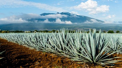 Forget Tequila, Agave Could Be a Sustainable Source of Hand Sanitizer