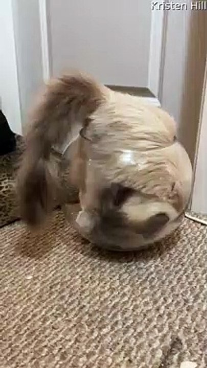 Ragdoll Cat Thinks She's a Fish