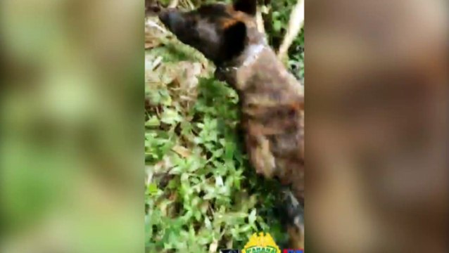 Com ajuda de cão farejador, polícia encontra drogas e prende quatro suspeitos por tráfico em Curitiba