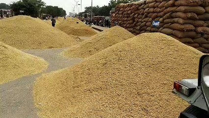 paddy crop kota