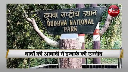 पांच शावकों के साथ घूमने निकली बाघिन