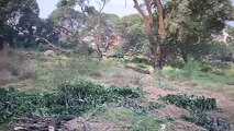 यूपी के इस शहर में काट दिए गए सैकड़ों आम के पेड़, मुख्यमंत्री से शिकायत पर ये हुआ, देखें वीडियो