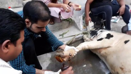 चल नहीं पा रही थी गाय मजिस्ट्रेट की पत्नी ने अपने हाथों से की पट्टी