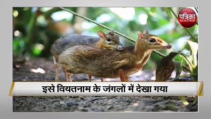 चूहे की तरह दिखता है यह हिरण