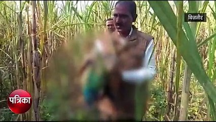 सरकारी विभाग के पास इस हालत में मिले आधा दर्जन राष्ट्रीय पक्षी