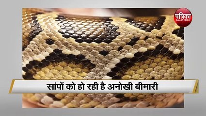 सांपों को हो रही है अनोखी बीमारी